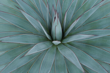 Agave green. Cactus backdround, cacti design or cactaceae pattern.