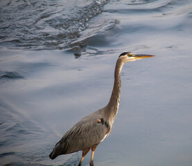 Great Blue Heron