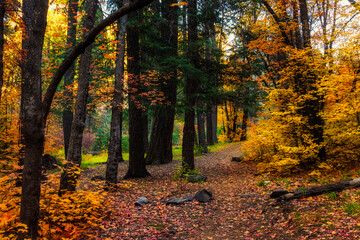 Path leading through lush enchanted forest with fall colored foliage