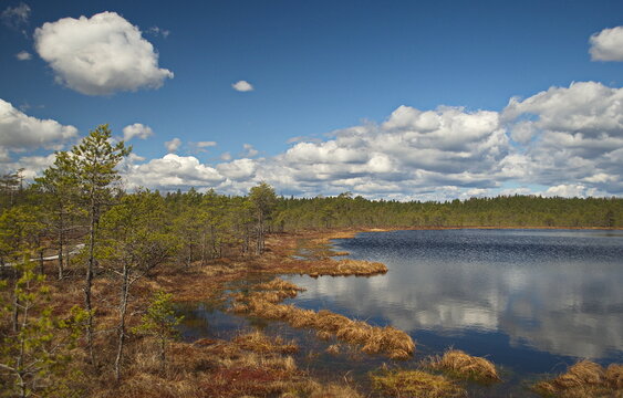 Kalnansu swamp with lake in sunny spring day, Kabile, Latvia.