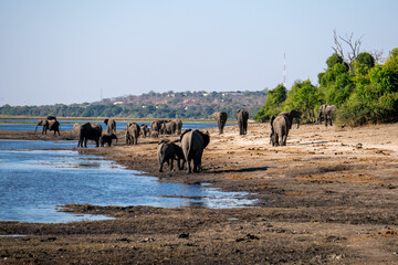 水辺のアフリカ象の群れ、引きの構図