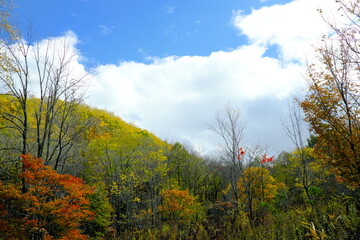 北海道の美しい紅葉