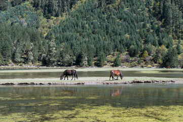 Obraz na płótnie Canvas Two horses on the grass by the river