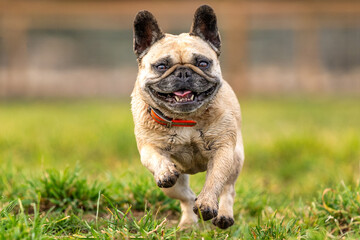 French Bulldog on the grass on a farm