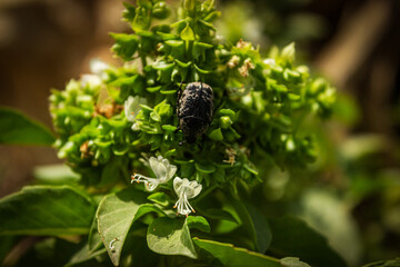 close up of a bug on the plant