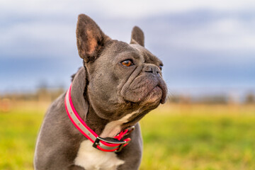 French Bulldog on the grass on a farm