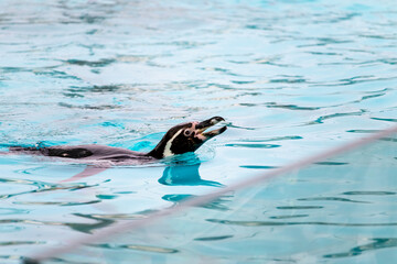 Humboldt penguin (Spheniscus humboldti) swims in clear turquoise water