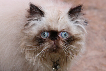 Obraz premium persian cat