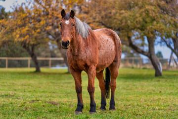 Horse on a farm during fall color trees leaves