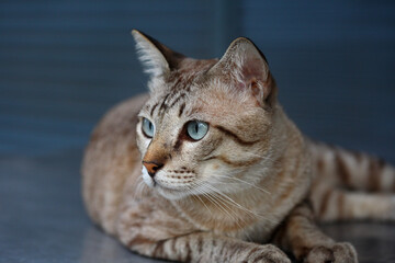 tabby, cat, animal, pet,