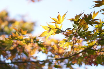 透けている葉っぱ