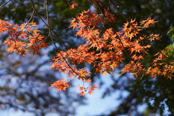 紅葉