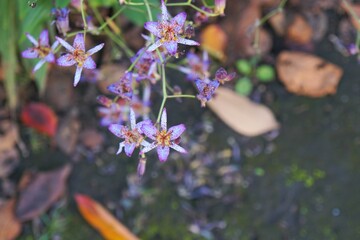 ホトトギスの花
