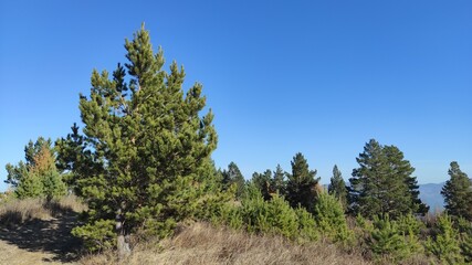 Fototapeta na wymiar Pine trees in the mountains