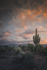 Giant Saguaro Cactus on a Background of Desert Hills