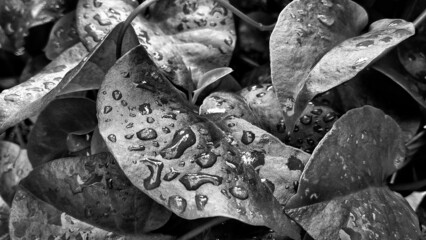 monochrome black and white leaves and raindrops