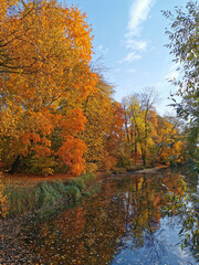 Autumn in the park. Trees with bright, orange, already falling leaves grow on the shore of the pond and are reflected in its water.