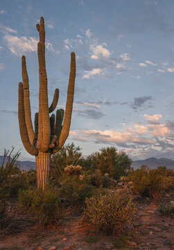 Hygienic Saguaro Cactus on a Background of Desert Hills