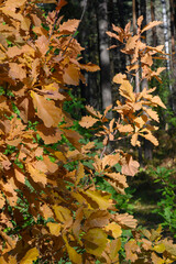 Red leaves of autumn oak