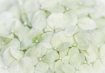 Background from white flowers with dew drops. Hydrangea or hortensia in blossom