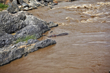 A wild hippopotamus is lying in the river. The head and back are visible. Muddy water is bubbling. There are picturesque boulders on the shore. Kenya Maasai Mara Park.
