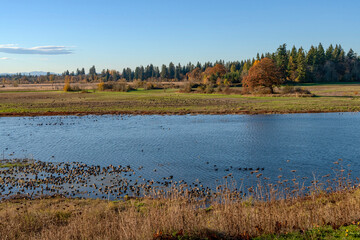 Water birds resting on a lake Tualatin wildilife refuge.