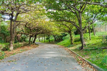 Fototapeta premium 沖縄の遊歩道 南国の木々