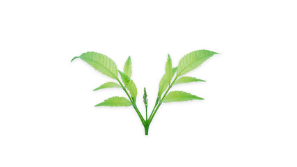 Ornamental plants isolated on white background for other design illustrations (With Clipping Path).