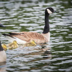 Parents geese leading their goslings swimming in the late. Vertical format.