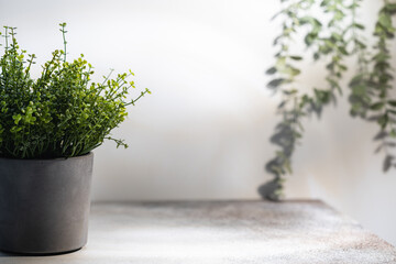 Home plant in gray concrete pot over white background with bright shadows and sunlight Scandinavian hipster home decoration.
