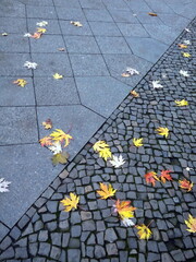 Yellow leaves on gray pavement with different patterns