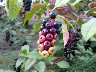 American pokeweed (Phytolacca americana) berries are food for songbirds, but toxic to humans