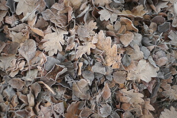 the first frost on dry leaves 