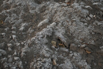 the first frost on the ground 