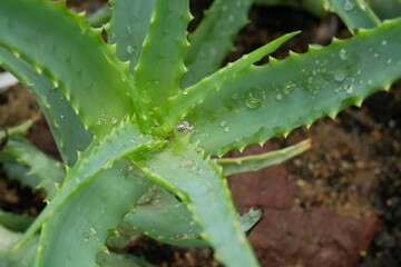 Aloe en gros plan 