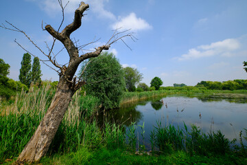 Europäisches Vogelschutzgebiet SPA und Naturschutzgebiet Eschefelder Teiche nahe des Frohburger Ortsteil Eschefeld, Landkreis Leipzig, Sachsen, Deutschland.