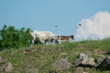 goat in the field