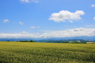 夏の麦畑と青空
