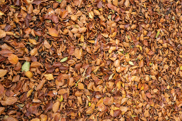 tapis de feuilles