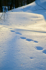 Footprints of small animals remain on the snowy mountains