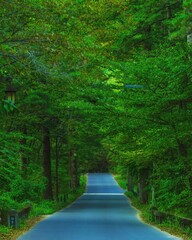 road in the forest