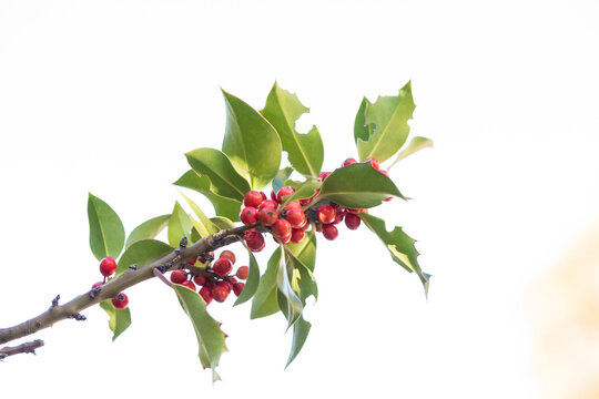 Ripe holly fruits on the tree branch in a garden