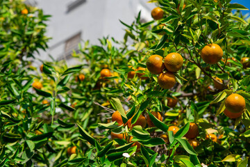 Ripe of fresh juicy orange mandarin in greenery on tree branches.  Natural outdoor food background. Tangerine sunny garden with green leaves and citrus fruits.