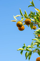 Ripe of fresh juicy orange mandarin in greenery on tree branches.  Natural outdoor food background. Tangerine sunny garden with green leaves and citrus fruits.