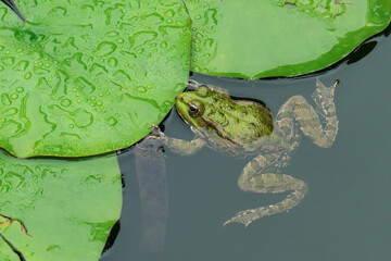 lake green frog in the pond close-up - Powered by Adobe