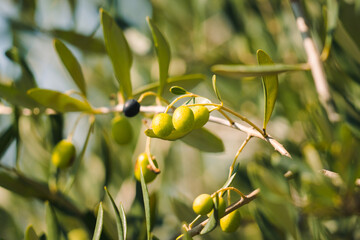 Green and black olives on branch