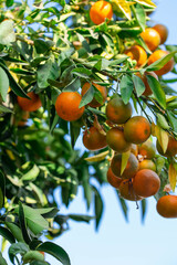 Ripe of fresh juicy orange mandarin in greenery on tree branches.  Natural outdoor food background. Tangerine sunny garden with green leaves and citrus fruits.