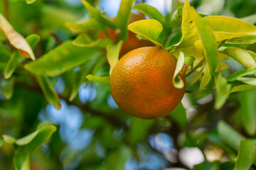 Ripe of fresh juicy orange mandarin in greenery on tree branches.  Natural outdoor food background. Tangerine sunny garden with green leaves and citrus fruits.