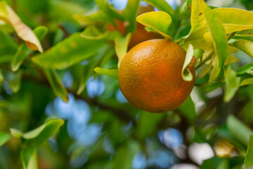 Ripe of fresh juicy orange mandarin in greenery on tree branches.  Natural outdoor food background. Tangerine sunny garden with green leaves and citrus fruits.