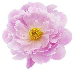 Pink peony  flower  on white isolated background with clipping path. Closeup. For design. Nature.